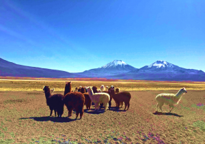 Altiplano Bolivia