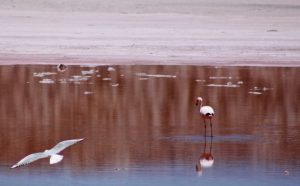 flamencos