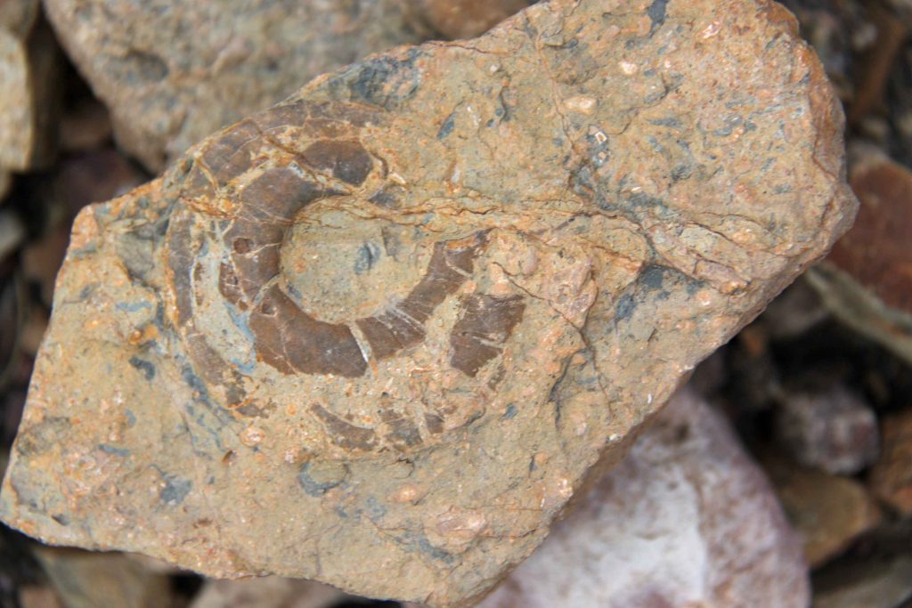 fosiles marinos torotoro